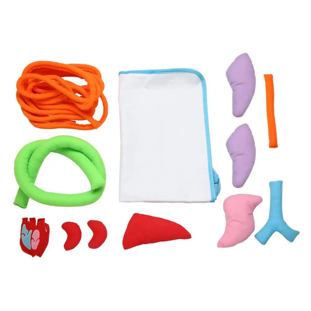 Delantal de anatomía de cocina, herramienta educativa de órganos del cuerpo humano, ayuda didáctica para preescolar, salón de uñas, vestido para mujeres y hombres