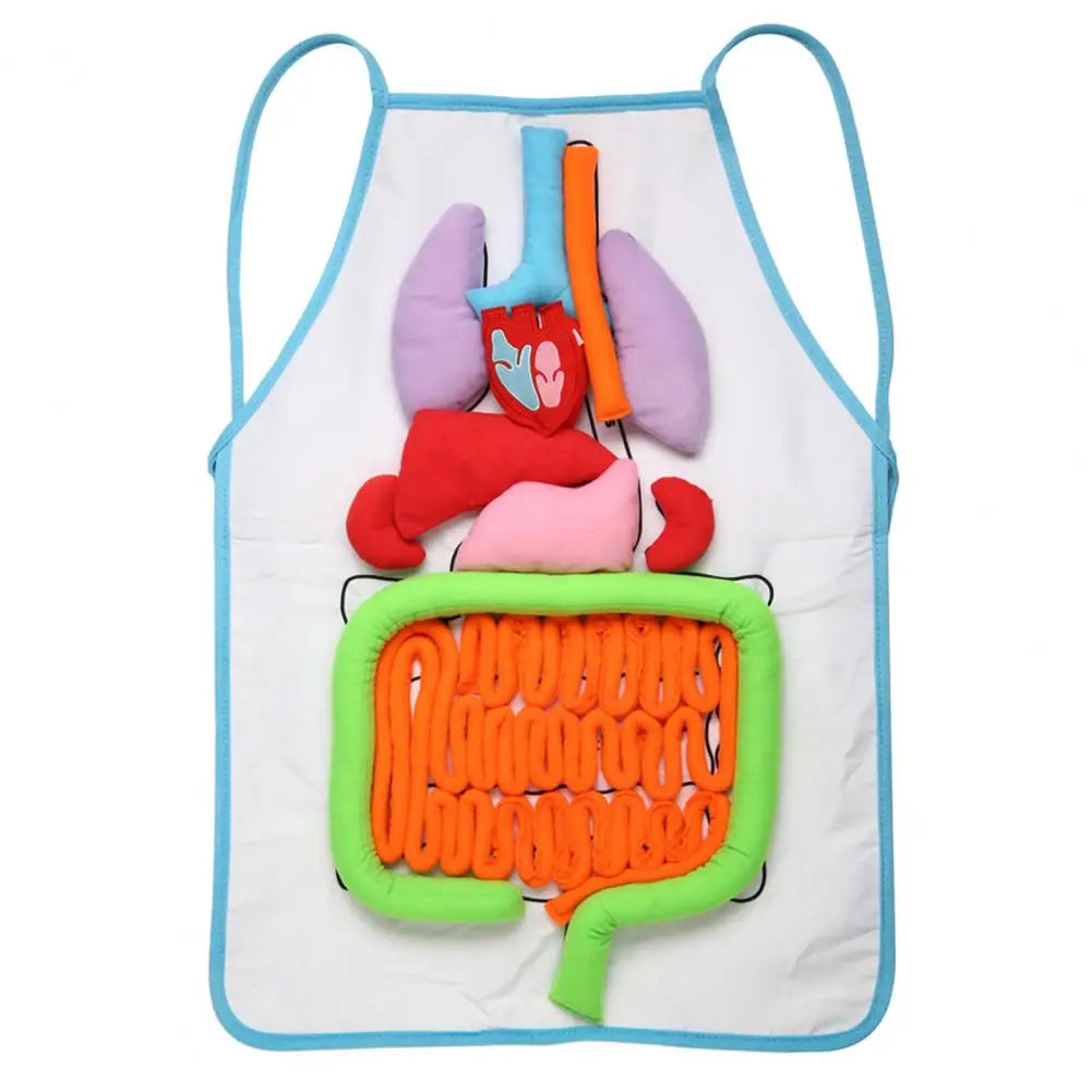 Delantal de anatomía de cocina, herramienta educativa de órganos del cuerpo humano, ayuda didáctica para preescolar, salón de uñas, vestido para mujeres y hombres