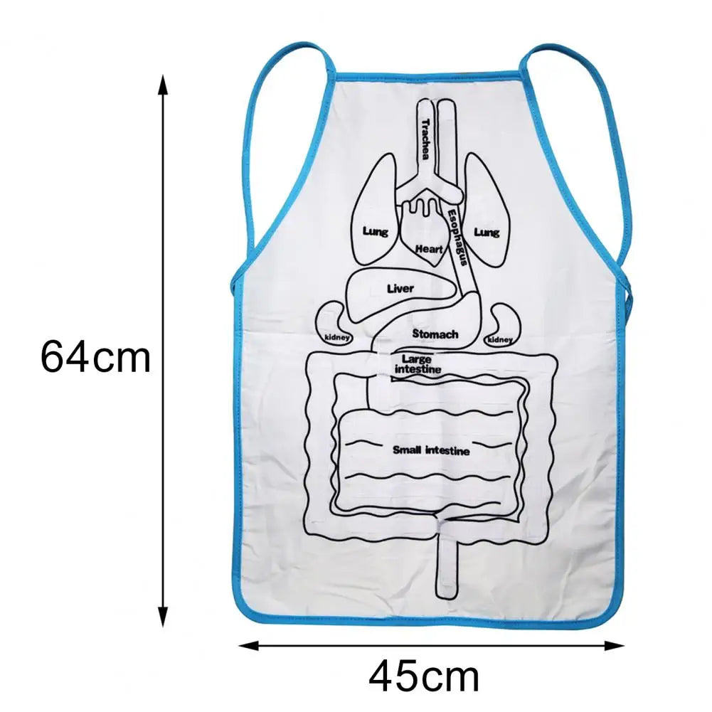 Delantal de anatomía de cocina, herramienta educativa de órganos del cuerpo humano, ayuda didáctica para preescolar, salón de uñas, vestido para mujeres y hombres
