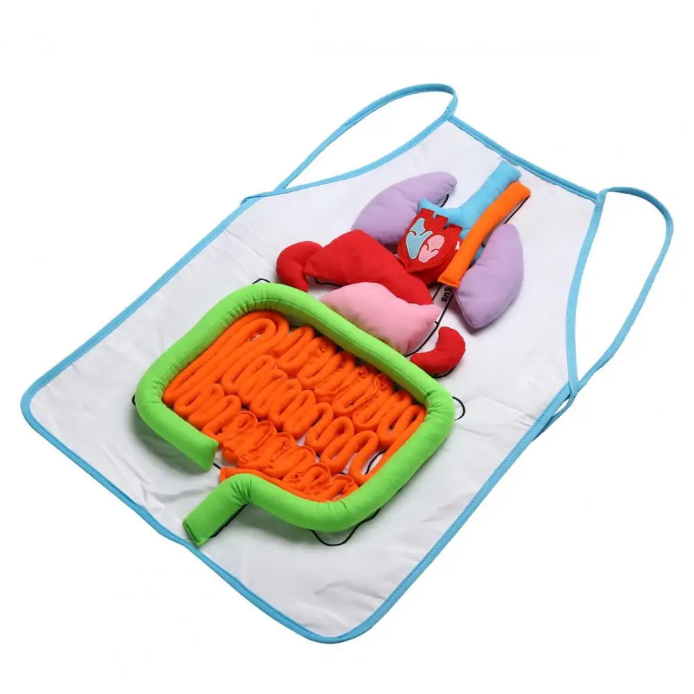 Delantal de anatomía de cocina, herramienta educativa de órganos del cuerpo humano, ayuda didáctica para preescolar, salón de uñas, vestido para mujeres y hombres