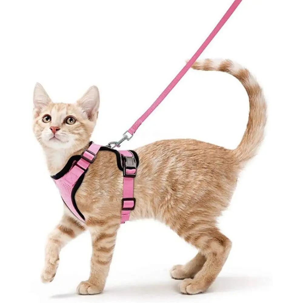 Ensemble harnais et laisse pour chat - Gilet réglable anti-fuite, doux et sécurisé pour la marche, équipement de sécurité pour animaux de compagnie facile à contrôler