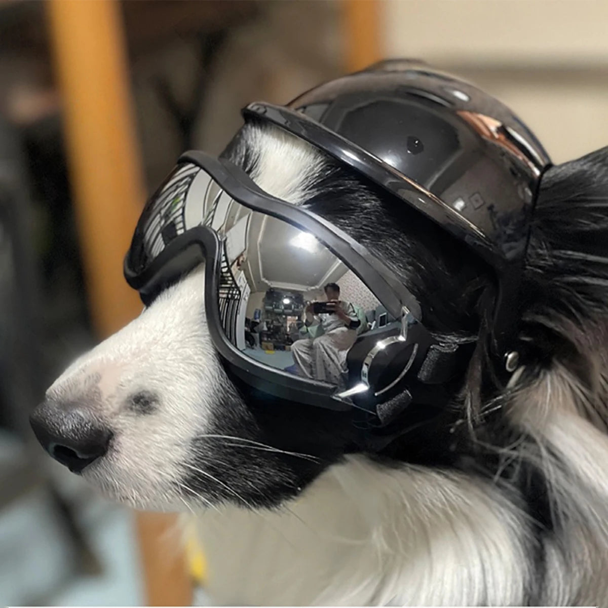 Beskyttende hundehjelm og beskyttelsesbriller sett for sykling, utendørs sikkerhetsutstyr - ABS støtsikker og vindtett PC-linse