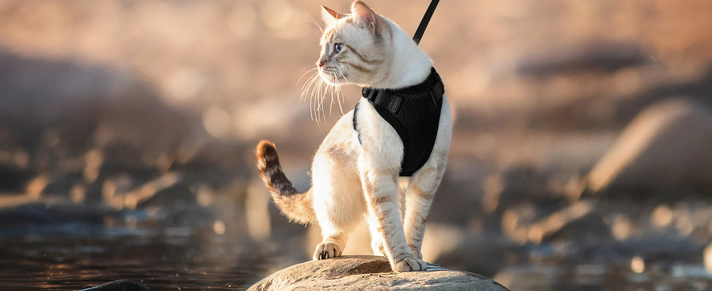 Harnais et laisse pour chat pour la promenade, harnais gilet souple et réglable anti-fuite pour chats, EasyControl