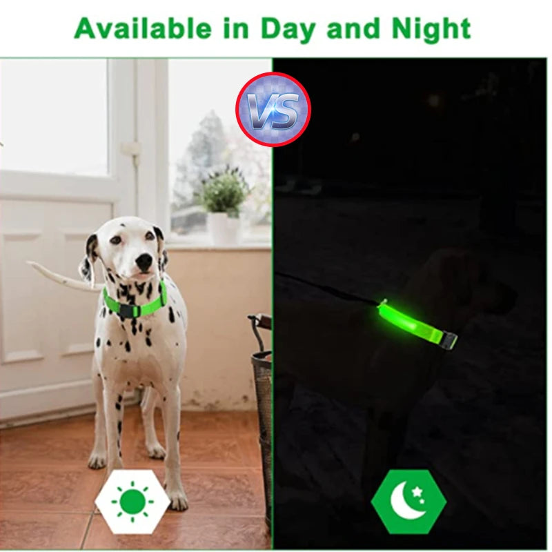 Collier lumineux LED pour animaux de compagnie