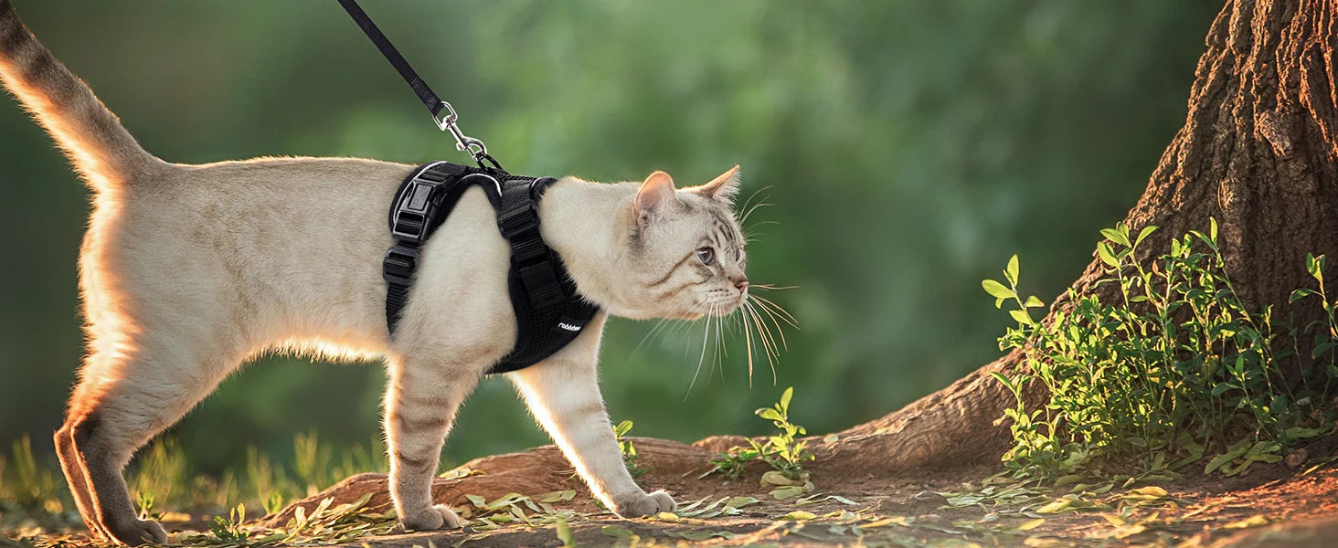 Harnais et laisse pour chat pour la promenade, harnais gilet souple et réglable anti-fuite pour chats, EasyControl