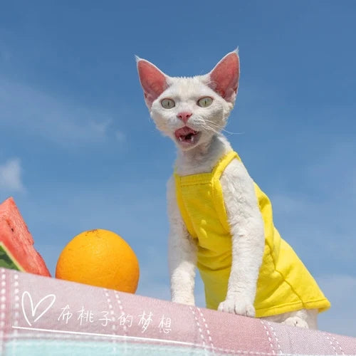 Vêtements pour chat, gilet pour chat, bretelles en coton multicolores, vêtements pour chat sans poils, gilet de protection du ventre avec climatisation Devon