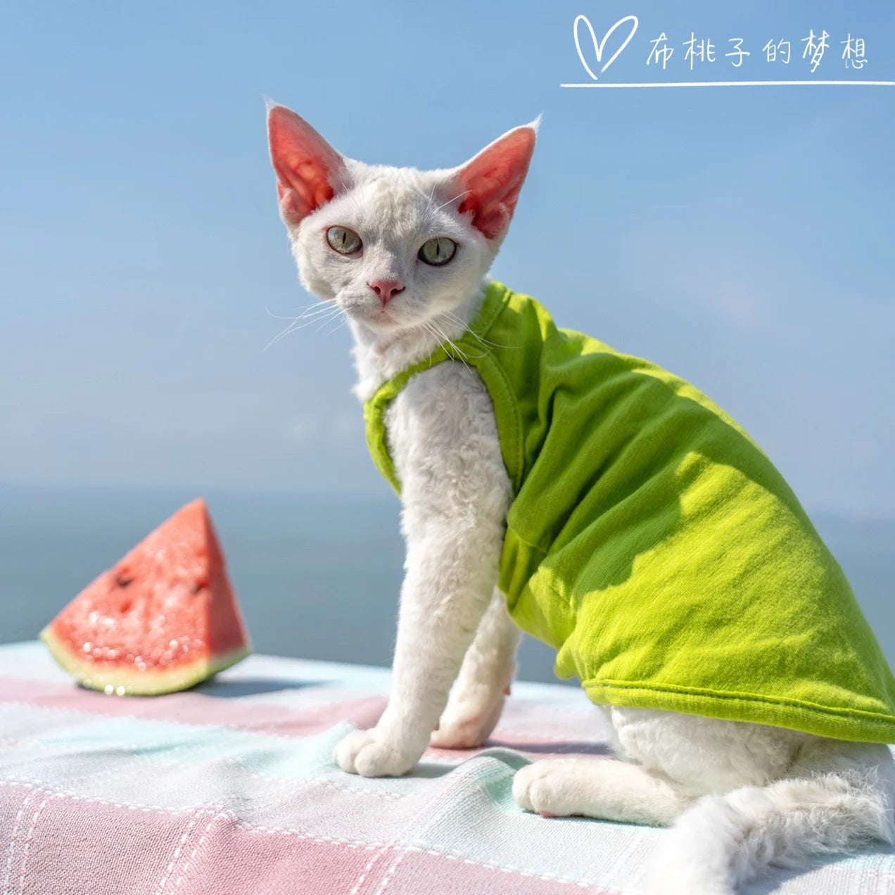 Vêtements pour chat, gilet pour chat, bretelles en coton multicolores, vêtements pour chat sans poils, gilet de protection du ventre avec climatisation Devon