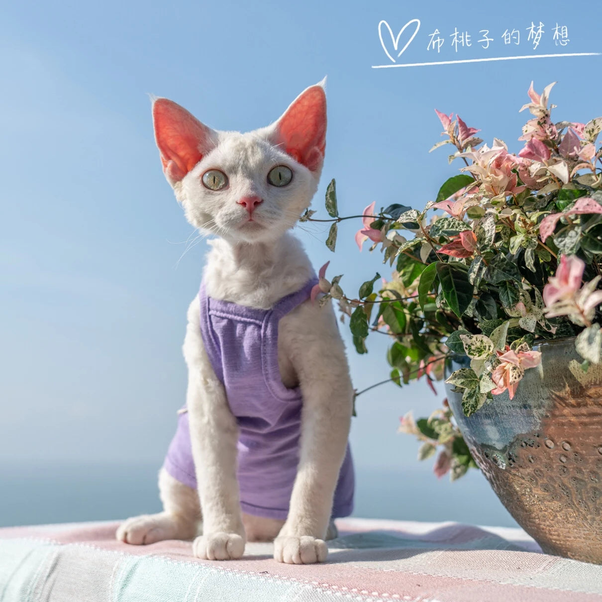 Vêtements pour chat, gilet pour chat, bretelles en coton multicolores, vêtements pour chat sans poils, gilet de protection du ventre avec climatisation Devon