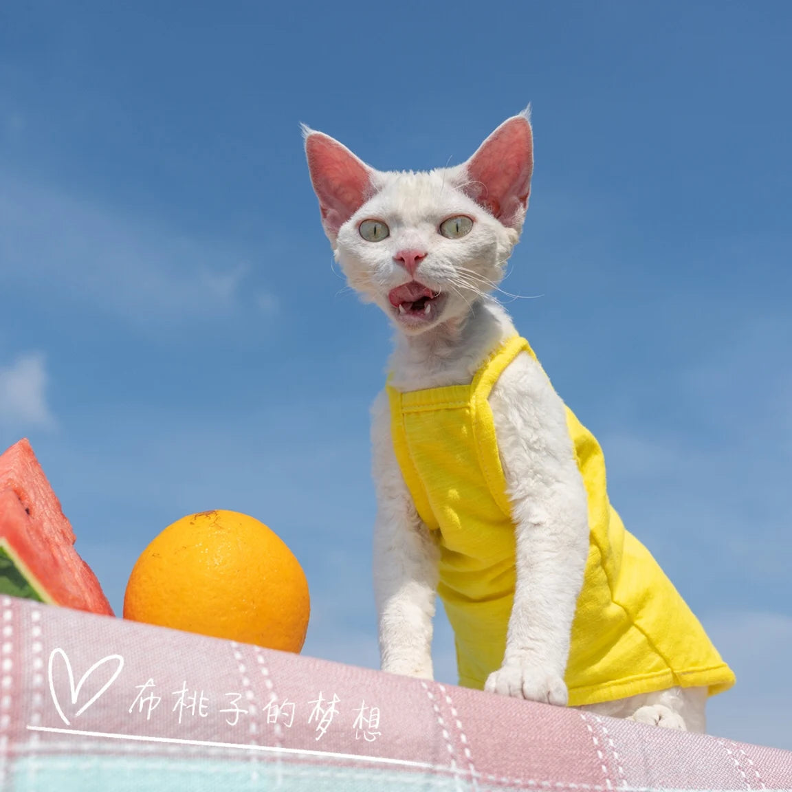 Vêtements pour chat, gilet pour chat, bretelles en coton multicolores, vêtements pour chat sans poils, gilet de protection du ventre avec climatisation Devon