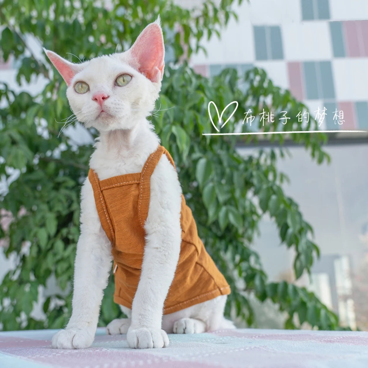 Vêtements pour chat, gilet pour chat, bretelles en coton multicolores, vêtements pour chat sans poils, gilet de protection du ventre avec climatisation Devon