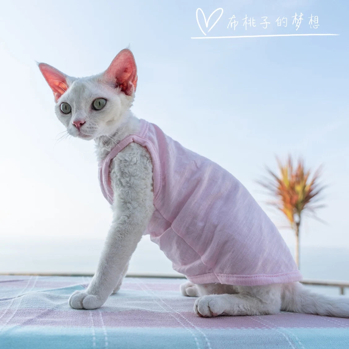 Vêtements pour chat, gilet pour chat, bretelles en coton multicolores, vêtements pour chat sans poils, gilet de protection du ventre avec climatisation Devon